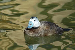 Leucocephala: White-headed Duck male
