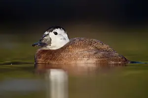 Leucocephala: White Headed Duck male in winter