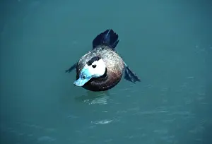 Stiff: WHITE HEADED DUCK - stiff tail, on water