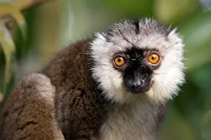 Albifrons: White-headed Lemur (Eulemur fulvus albifrons), Masoala