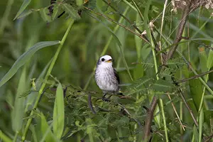 Tyrant: White-headed Marsh Tyrant