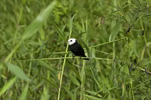 Tyrant: White-headed Marsh Tyrant