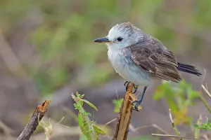 Tyrant: White-headed Marsh Tyrant