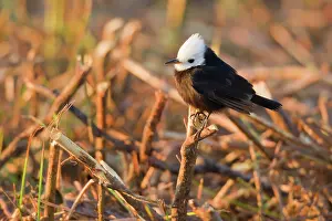 Tyrant: White-headed Marsh Tyrant