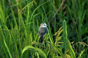 Tyrant: White-headed Marsh Tyrant
