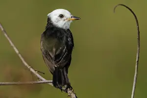 Tyrant: White-headed Marsh Tyrant, Los Llanos, Colombia