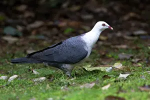 Leucomela: White-headed Pigeon