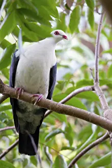 Toowoomba: White-headed Pigeon
