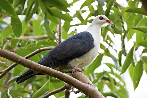 Toowoomba: White-headed Pigeon