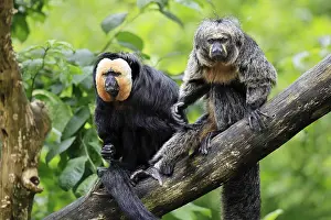 Haplorhine: White-headed Saki (Pithecia pithecia)