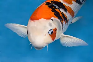 Carp: White headed Showa koi carp in an turquoise water