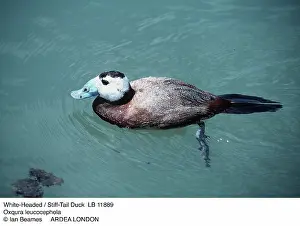 Stiff: White-headed stiff-tailed DUCK - male