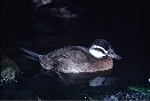 Stiff: WHITE-HEADED STIFF-TAILED DUCK - in water