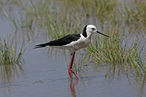 Stilt: White-headed Stilt