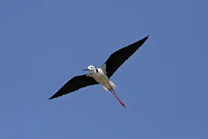 Stilt: White-headed Stilt