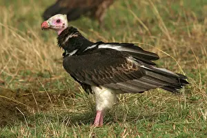 Occipitalis: White-headed Vulture