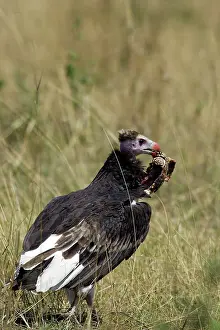 Occipitalis: White-headed Vulture - feeding on tortoise