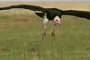Occipitalis: White-headed Vulture - In flight