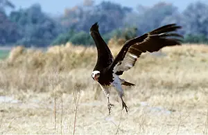 Hayden Oake: WHITE-HEADED VULTURE - in flight