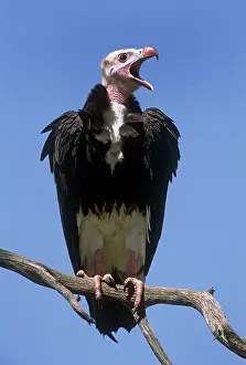 Occipitalis: White-Headed VULTURE - perched on branch