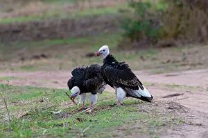 Occipitalis: White-headed Vultures