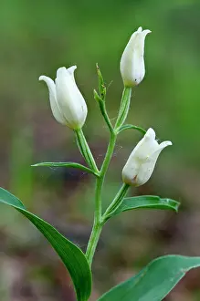 Helleborines: White Helleborine