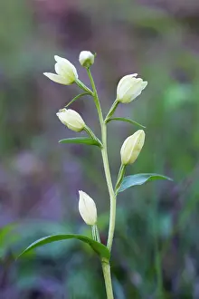 Cephalanthera: White Helleborine