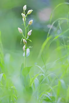 Gotland: White Helleborine