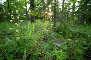 Gotland: White Helleborine