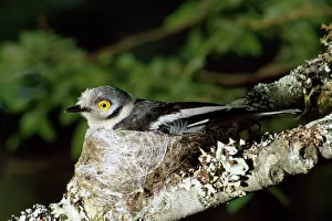 Shrikes: White Helmet Shrike