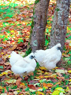 Dordogne: White Hens also called Negre-Soie breed, Dordogne