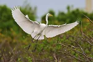 Large Egrets: White heron in flight with wings spread over branches
