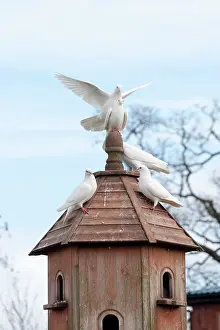 Livia: White Homing Pigeons - on dovecote - mating pair