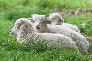 Lamb: White horned pagan, lamb (Ovis gmelini aries)