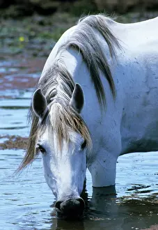 Beast: White horse drinking