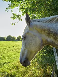 Geoff Du Feu: White Horse looking over fence