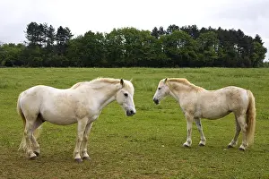 Tranquillity: White Horses resting in a meadow Bourgogne France