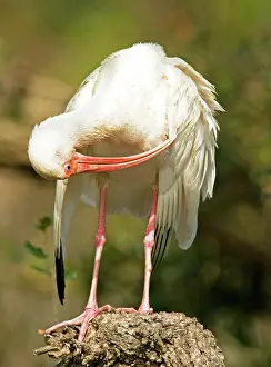 Eudocimus: White Ibis