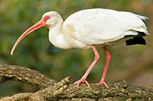 Eudocimus: White Ibis