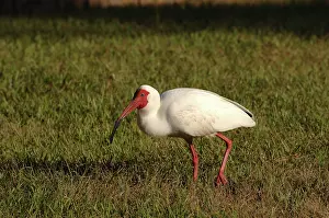 Eudocimus: White Ibis