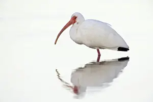 Ding: White Ibis