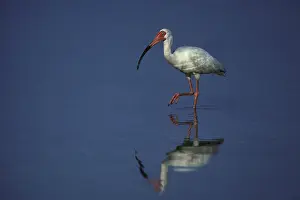 Eudocimus: White Ibis