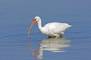 Eudocimus: White Ibis