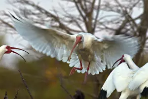 Ibises: White Ibis