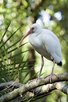 Ibises: White Ibis