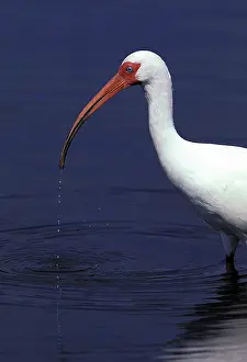 Ibises: White Ibis