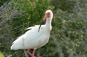 Ibises: White Ibis