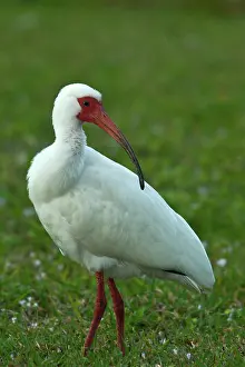 Albus: White Ibis