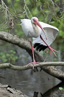 Albus: White Ibis