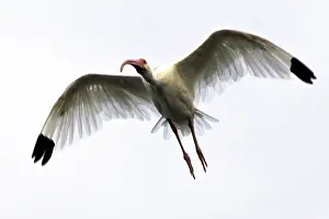 Albus: White Ibis